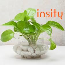 Divine Money Plant Terrarium Money Plant Plants Plants Online