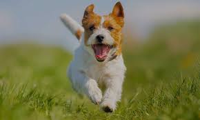 Suntem autorizati de autoritatea nationala sanitara veterinara si pentru siguranta alimentelor, care ne reglementeaza. Road Trip To Happiness Transport International De Catei Si Pisici