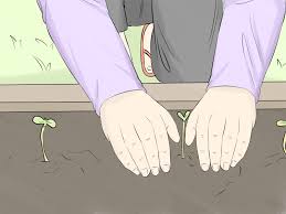 Generally, sunflower seeds are started directly in the garden. 3 Ways To Sprout Sunflower Seeds Wikihow