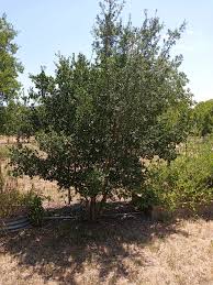 Image result for Diospyros