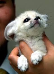 The Fennec Fox Is The Most Adorable Animal In The World Baby Animals Pictures Cute Baby Animals Cute Animals