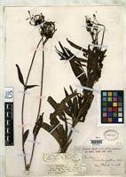 Image result for Dolichopentas