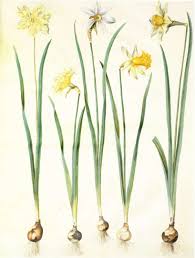 Bulbs Daffodils Botanical Drawings Botanical Illustration Vintage Botanical Flowers