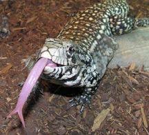 Black And White Lizard Reptilecare Com Argentine Black White Tegus Reptiles Pet Tegu Lizard Reptiles