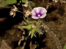 Image result for Ipomoea tenuipes