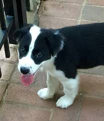 For full specs, photos and drawings. Charlotte Nc Border Collie Meet Grumpy A Pet For Adoption
