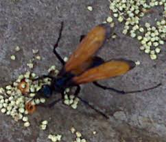 Maybe you would like to learn more about one of these? Tarantula Hawk What S That Bug