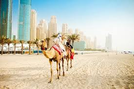 You can later relax in your camp or get a henna tattoo in the desert. How To Ride A Camel On Marina Beach In Dubai
