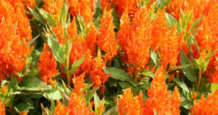 Pin On Random Annuals