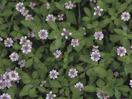 Image result for Lippia