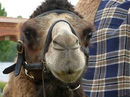Transgenic camel in the courtyard. Camel Face Close Up Hump Desert Animal Head Desert Ship Animal World Animal Portrait Eye Pikist