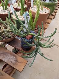 Image result for Huernia leachii