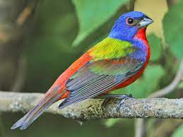 Check spelling or type a new query. Painted Bunting Ebird