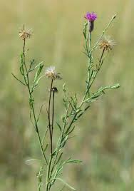 Image result for Vernonia nepetifolia
