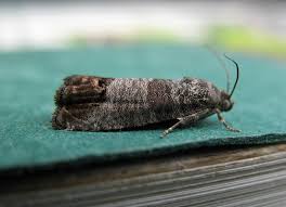 Image result for Cydia microgrammana