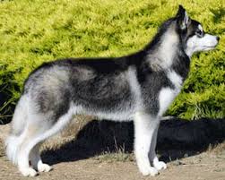 Check spelling or type a new query. Anjing Siberian Husky