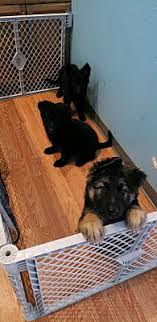 Here are a couple of helpful articles on. Freehold Nj German Shepherd Dog Meet Shepherd Pup A Pet For Adoption