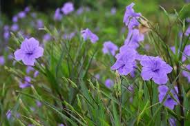 Image result for Ruellia cordata