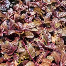 Image result for Ajuga