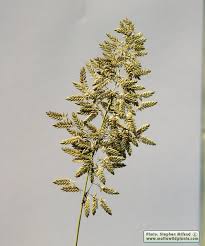 Image result for Eragrostis cilianensis
