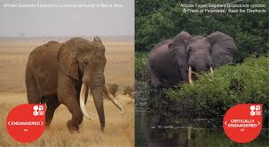 Savanna temperatures typically range between. Iucn Red List On Twitter Breaking News African Elephant Species Now Endangered And Critically Endangered Iucn Red List With Today S Update There Are Now 134 425 Species On The Iucn Red List