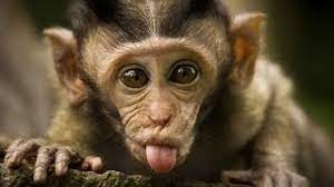 Selling 1 my defi pet you get 233.70 philippine peso at 16 july 2021, friday 05:54:06 gmt. Cute Monkeys In The Philippines Youtube