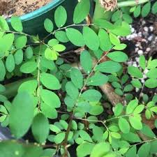 Image result for Phyllanthus friesii