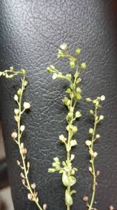 Image result for Gomphia