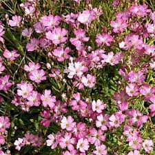 Gypsophila Seeds Creeping Baby S Breath Rose Flower Seed Flower Seeds Babys Breath Flowers Gypsophila Flower