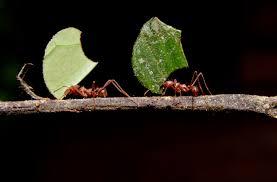 نتیجه جستجوی لغت [ants] در گوگل
