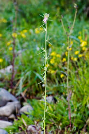 Image result for Misopates