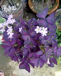 Image result for Oxalidaceae