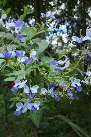 Flowering Shrub Beautiful Flowers Photos Flowering Shrubs Beautiful Flowers
