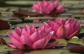 In warmer areas like united states department of agriculture plant hardiness zones 10 and 11, where frost falls late in the year, force the lilies into. Bbc Gardening Gardening Guides Techniques Dividing Water Lilies