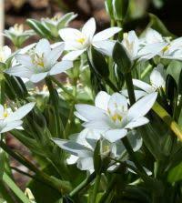 Image result for Ornithogalum seineri