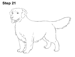 How to draw a dog narrated step by step? How To Draw A Dog Golden Retriever