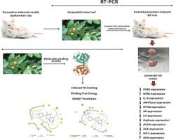 Image result for Carpolobia