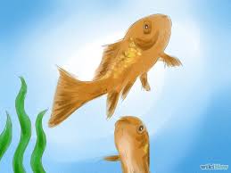 Most pet shops won't allow us to handle a goldfish to look it over closely enough to determine gender, and it's very difficult to tell the males from the females if. How To Tell If Your Goldfish Is A Male Or Female Goldfish Male Fish Pet