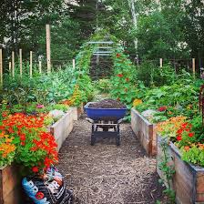 Nikijabbour Sent In This Wonderful Photo Of Her Garden In Halifax Novascotia Niki Is Garden Layout Vegetable Vegetable Garden Planner Home Vegetable Garden