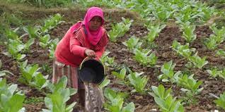 Dimana kegiatan tersebut dilakukan untuk mencapai daerah di indonesia yang memiliki kegiatan ekonomi di bidang pertanian yang cukup besar antara lain di pulau jawa, kalimantan, bali dan. Produk Tembakau Alternatif Ciptakan Kegiatan Ekonomi Baru Merdeka Com