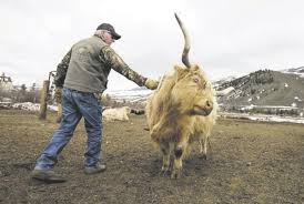 › miniature highland cows for sale. Ranch Specializes In Scottish Highland Cattle Regional Postregister Com