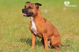 Quarterly magazine of the american staffordshire terrier club of holland (december 2014)interview. Cane Staffordshire Bull Terrier Carattere Alimentazione Caratteristiche Della Razza