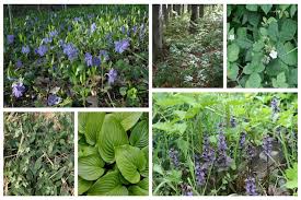 Have areas in your garden that get very little sun? Forest Garden Plants Ground Cover Plants For Deep Shade The Permaculture Research Institute