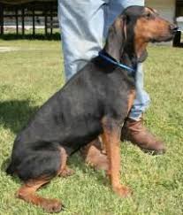 Black And Tan Coonhound For Sale In Florida Seraphina Is An Adoptable Black And Tan Coonhound Dog In Chipley Fl Seraphina Is A 2 To 3 Year Old Female Black And T Big Dog Little Dog Animals Dog Adoption
