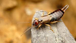 But if you suspect that they are wreaking havoc, this how to get rid yet despite their terrible reputation and intimidating appearance, earwigs rarely cause problems either in the home or in the garden. How To Get Rid Of Earwigs In The Garden Homestead Acres