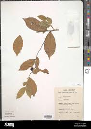 Image result for Carpolobia