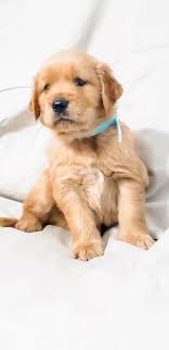 I am taking deposits for basset and golden pup that will. Golden Retriever Breeders Fl Home Facebook