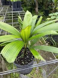 Image result for Licuala