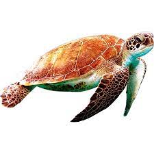 A Sea Turtle Reflecting Orange In The Sunlight From Above Sea Turtle Drawing Save The Sea Turtles Sea Turtle