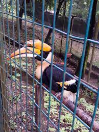 Maybe you would like to learn more about one of these? Kl Bird Park